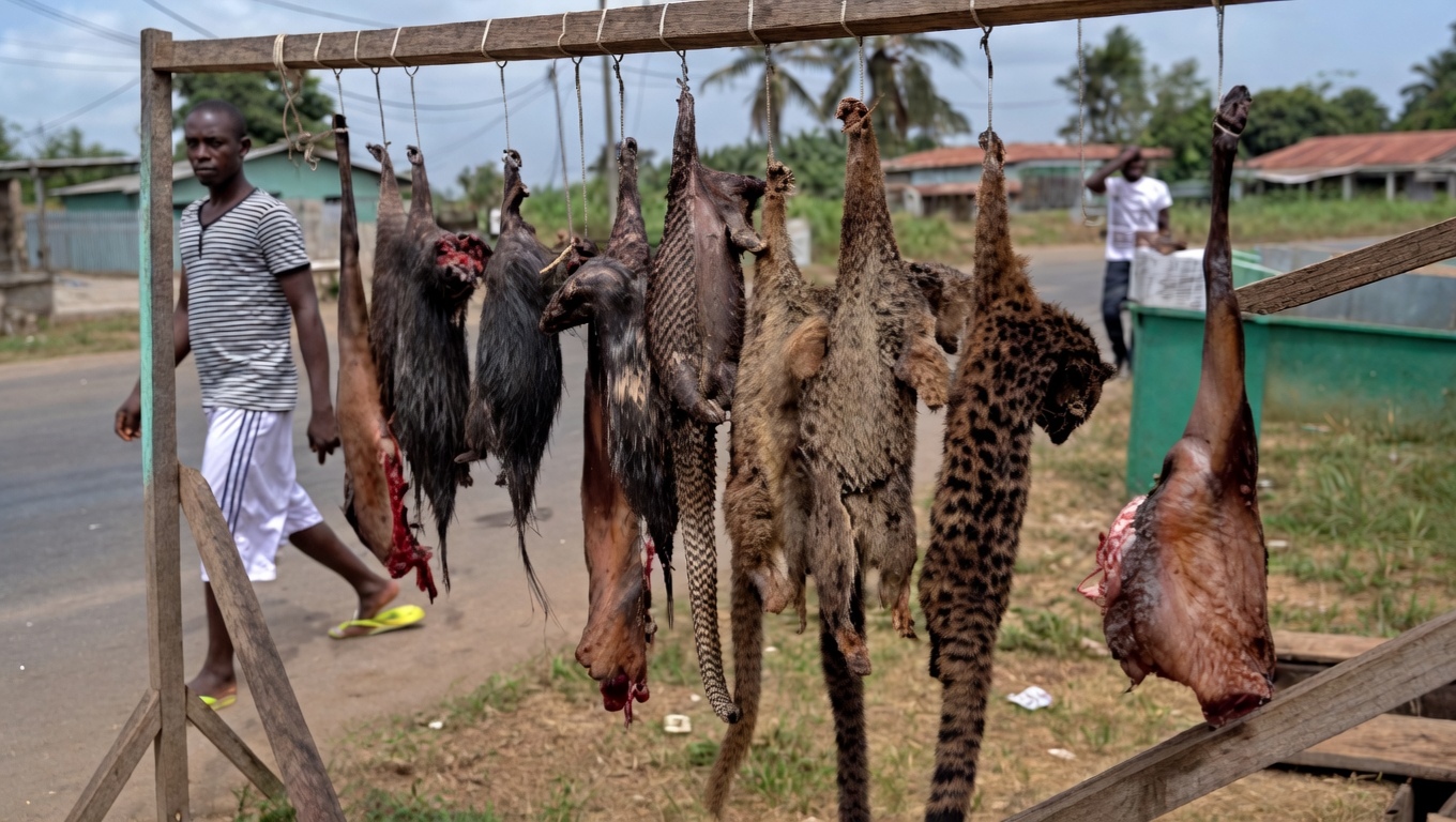 That Bush Meat You're Eating Could Be Killing You