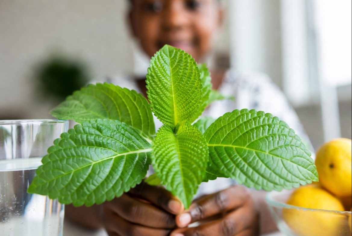 Your Family Must Enjoy These 21 Health Benefits of Bitter Leaf
